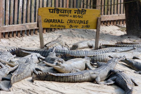 Crocodile_breeding_center_Chitwan