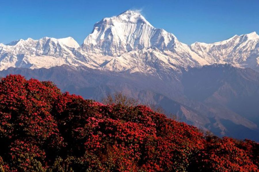 Ghorepani Poon Hill Trek