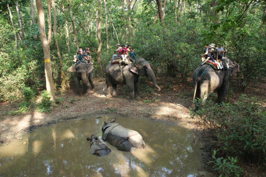 Chitwan National Park Safari