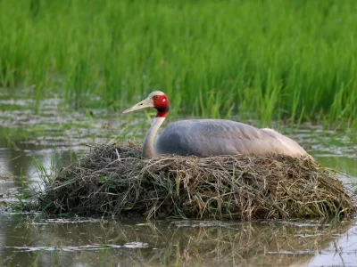 lumbini crane