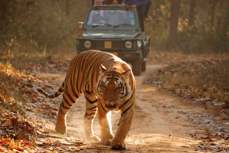 Bardiya National Park Jungle Safari